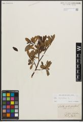 Foto von Salix phylicifolia L.